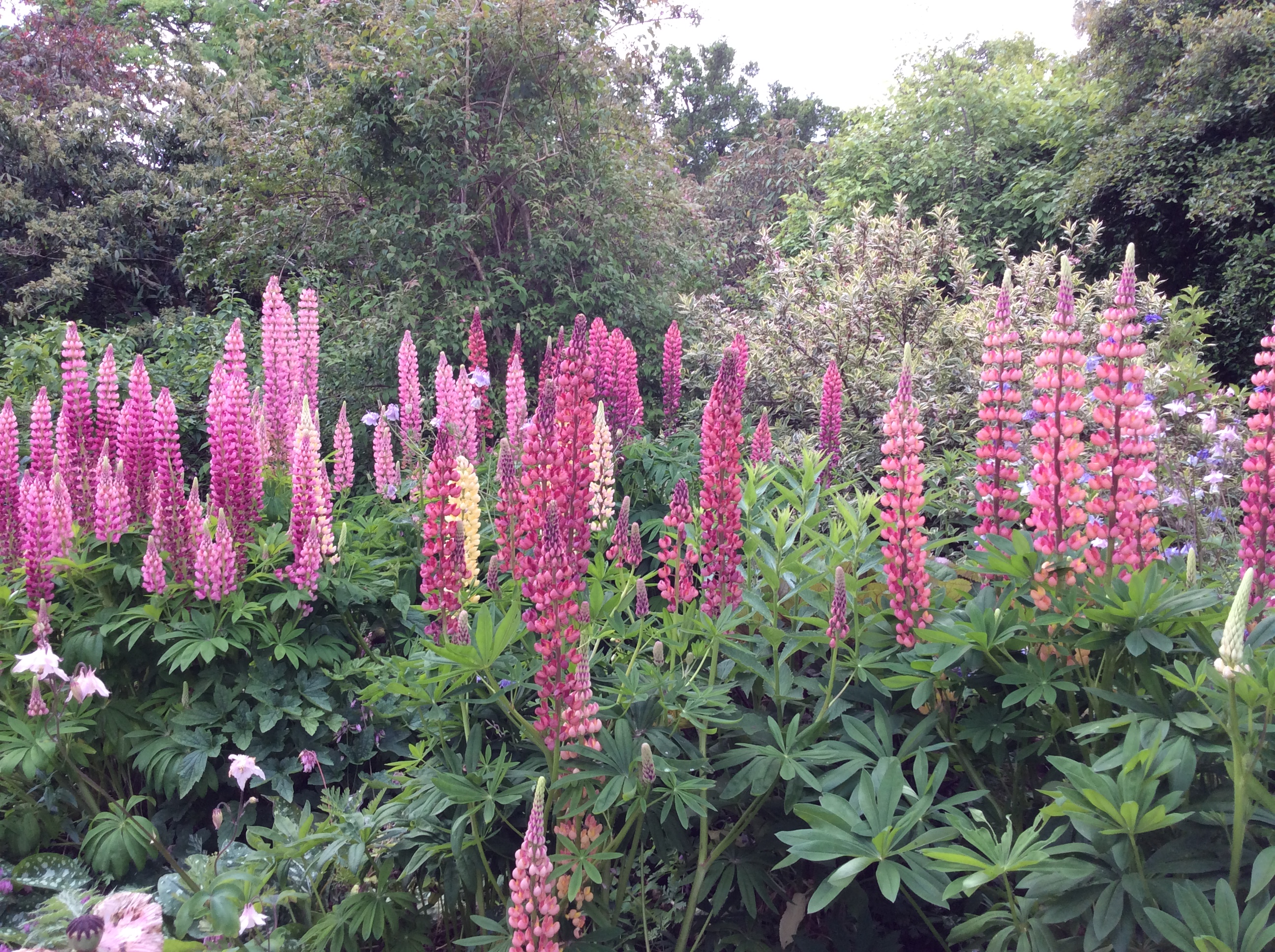 Open Garden Event